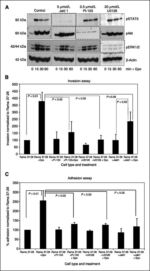 FIGURE 4. The effect of signaling pathway inhibition on cell behavior. A, inhibition of JAK2/STAT5, PI3K/Akt, and Ras/ERK pathways using 5 μmol/L JAK inhibitor 1, 0.5 μmol/L PI-103, and 20 μmol/L U0126 small-molecule inhibitors, respectively. The cells were pretreated with inhibitor for 1 h before the addition of Epo. At these concentrations, only the targeted pathway showed significantly reduced signaling capacity. B and C, cell behavior analyzed in the presence of the small-molecule inhibitors. Percentage (B) invasion and (C) adhesion were calculated relative to Rama 37-28 (−Epo) controls. SDs from triplicate experiments are shown and t tests were used to determine statistically significant differences.