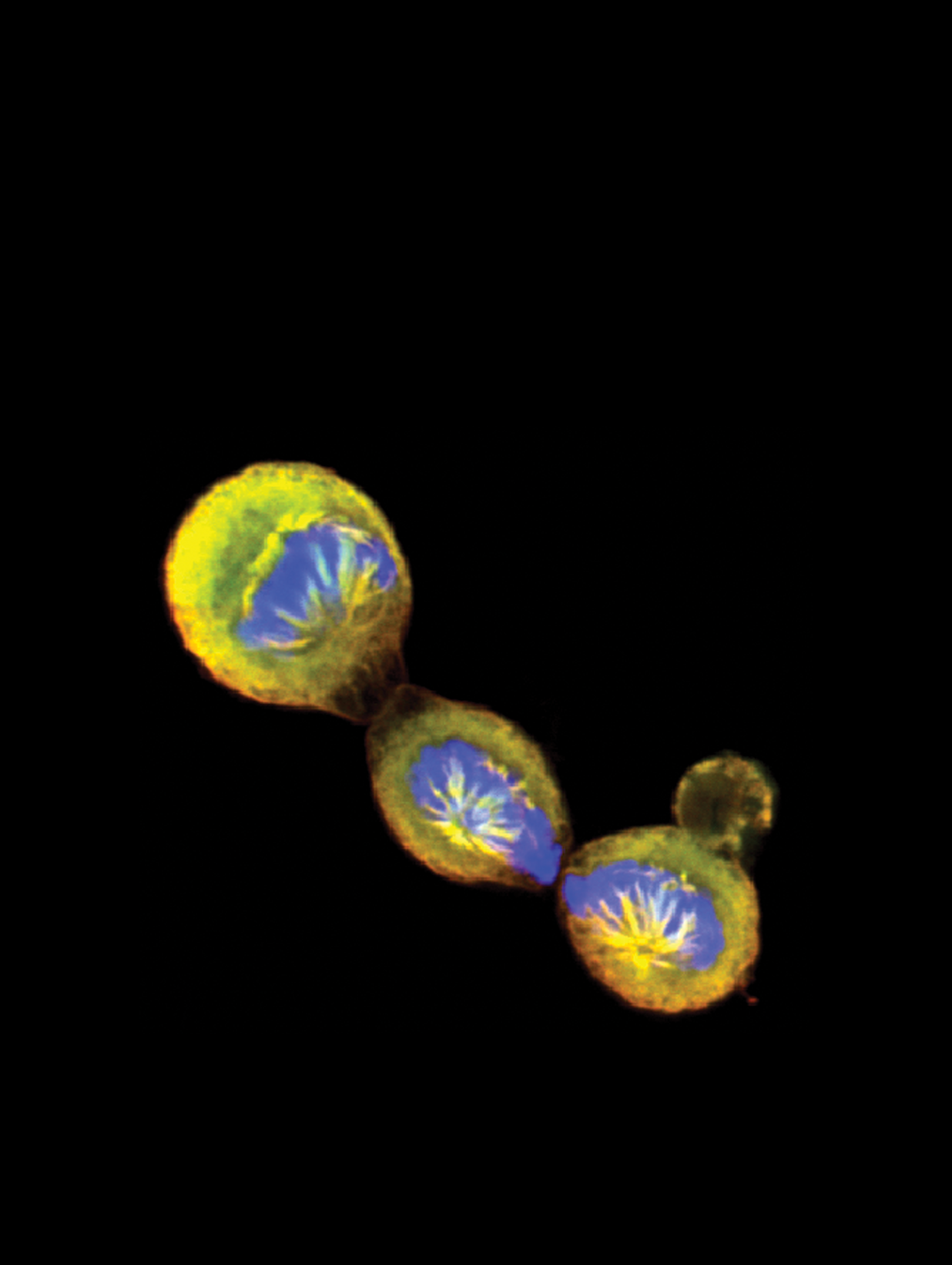 Issue cover image