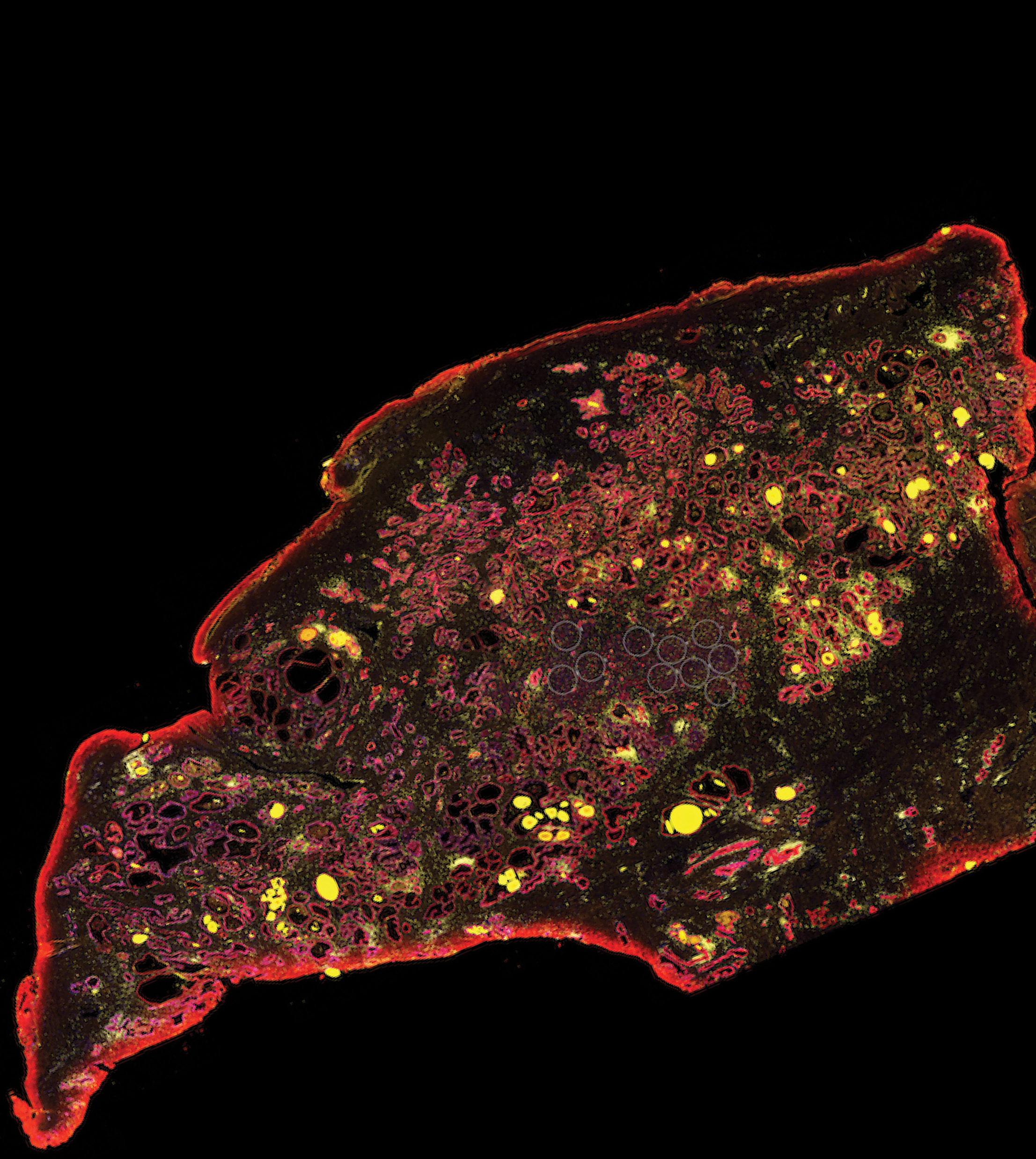 Issue cover image