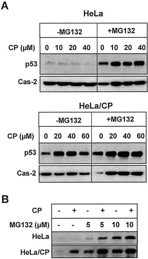 Fig. 3. Effect of MG132 on p53 levels in HeLa and HeLa/CP cells. A, HeLa and HeLa/CP cells were pretreated with or without 10 μm MG132 for 15 min and then with increasing concentrations of CP for 16 h. B, cells were pretreated with 5 μm or 10 μm MG132 and then treated with 20 μm CP for 16 h. Western blot analyses were performed as described in “Materials and Methods.”