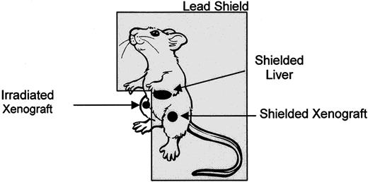 Fig. 2. Schematic of mouse xenograft location(s) and irradiation. One of the two flanks containing a U87MG glioma xenograft was irradiated, whereas the contralateral flank (containing the other U87MG xenograft) as well as the body of the mouse (including the mouse liver) was lead shielded.