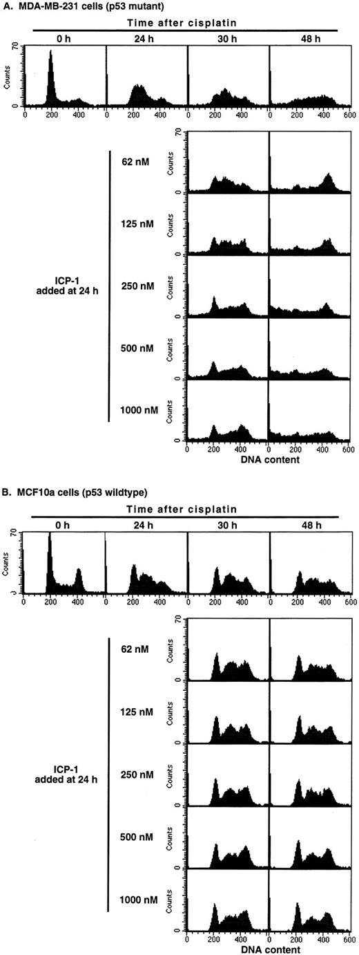 Fig. 2. The influence of ICP-1 on cell cycle perturbation induced by cisplatin in (A) MDA-MB-231 cells and (B) MCF10a cells. Cells were incubated with 20 μg/ml cisplatin for 2 h, the drug was removed, and the cells were incubated until harvest at 24, 30, or 48 h (top panels). At 24 h, ICP-1 was added at the indicated concentrations until harvest at 30 or 48 h. At harvest, cells were fixed and analyzed for cell cycle distribution by flow cytometry.