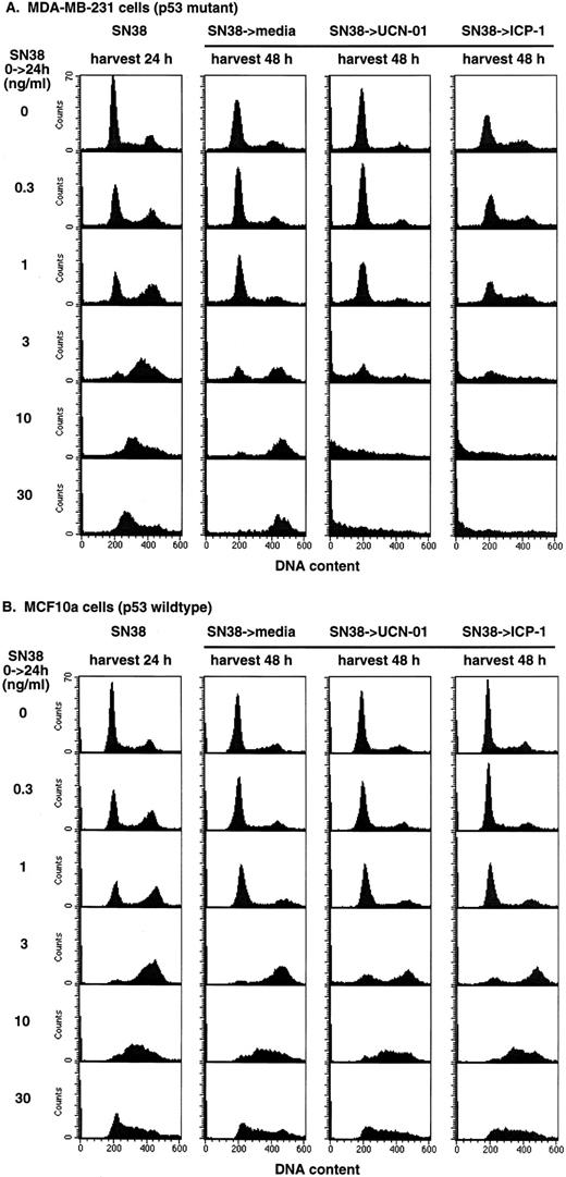 Fig. 4. The influence of UCN-01 and ICP-1 on cell cycle perturbation induced by SN38 in (A) MDA-MB-231 cells and (B) MCF10a cells. Cells were incubated with the indicated concentrations of SN38 for 24 h (first panels). The drug was removed, and cells were incubated for an additional 24 h in media (second panels), 50 nm UCN-01 (third panels), or 250 nm ICP-1 (fourth panels). Cells were harvested and analyzed for cell cycle distribution by flow cytometry.