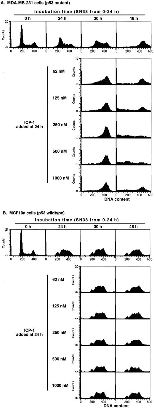 Fig. 5. The influence of ICP-1 on cell cycle perturbation induced by SN38 in (A) MDA-MB-231 cells and (B) MCF10a cells. Cells were incubated with 10 ng/ml SN38 for 24 h, the drug was removed, and the cells were immediately harvested or incubated until harvest at 30 or 48 h (top panels). At 24 h, ICP-1 was added at the indicated concentrations until harvest at 30 or 48 h. At harvest, cells were fixed and analyzed for cell cycle distribution by flow cytometry.