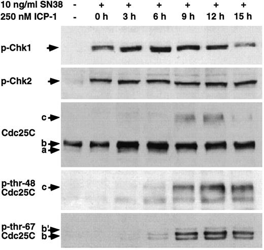 Fig. 9. Analysis of cell cycle regulatory proteins Chk1, Chk2, and Cdc25C. MDA-MB-231 cells were incubated with 10 ng/ml SN38 for 24 h. The drug was removed, and the cells were incubated for an additional 3–15 h with 250 nm ICP-1. At each time point, cells were harvested, lysate was separated by gel electrophoresis, and Western blotting was performed with the indicated antibodies. The phosphorylation of Chk1 and Chk2 was detected using phospho-specific antibodies. The three forms of Cdc25C are unphosphorylated inactive (a), phosphorylated inactive (b), and hyperphosphorylated active (c). The phosphothreonine 48 form of Cdc25C coelectrophoreses with form c while phosphothreonine 67 Cdc25C coelectrophoreses with form b or slightly slower (designated form b′).