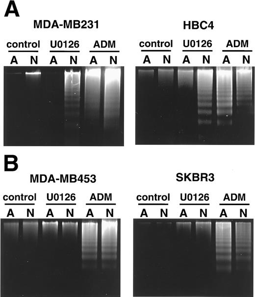 Fig. 3. Effects of U0126 and Adriamycin (ADM) on nucleosomal DNA fragmentation in anchored (A) and nonanchored (N) human breast tumor cell lines. A, U0126 induces nucleosomal DNA fragmentation in nonanchored but not in anchored MDA-MB231 and HBC4 cells. Cells were treated with U0126 (10 μm) for 24 h or with Adriamycin (1 μg/ml) for 24 h (HBC4) or 48 h (MDA-MB231). B, U0126 does not induce nucleosomal DNA fragmentation in MDA-MB453 and SKBR3 cells. Cells were treated with U0126 (50 μm) or Adriamycin (1 μg/ml) for 24 h. Cytosolic DNAs were analyzed by agarose gel electrophoresis as described in “Materials and Methods.”