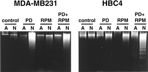 Fig. 5. Effects of PD98059 (PD), rapamycin (RPM), or PD98059 plus rapamycin (PD + RPM) on nucleosomal DNA fragmentation in anchored (A) or nonanchored (N) MDA-MB231 and HBC4 cells. Cells were cultured on tissue culture plastic or polyHEMA-coated plates in the absence or presence of inhibitors for 48 h. Concentrations used were: PD98059, 20 μm; rapamycin, 25 nm.