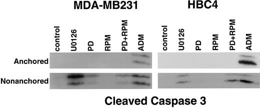 Fig. 6. Immunoblot analysis of caspase 3 cleavage in anchored or nonanchored MDA-MB231 and HBC4 cells treated with U0126, PD98059 (PD), rapamycin (RPM), PD98059 plus rapamycin (PD + RPM), or Adriamycin (ADM). Cells were cultured on tissue culture plastic or polyHEMA-coated plates in the absence or presence of inhibitors for 48 h. Cell lysates were electrophoresed through 15% SDS-PAGE, followed by immunoblotting using anti-cleaved caspase 3 antibody. Concentrations used were: U0126, 10 μm; PD98059, 20 μm; rapamycin, 25 nm; Adriamycin, 1 μg/ml.
