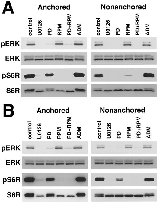 Fig. 8. Immunoblot analysis of phosphorylation level of ERK and S6 ribosomal protein in anchored or nonanchored MDA-MB231 (A) and HBC4 (B) cells treated with inhibitors. MDA-MB231 cells were treated for 6 h. HBC4 cells were treated for 6 h (for ERK analysis) or 15 h (for S6 ribosomal protein analysis). Concentrations used were; U0126, 10 μm; PD98059, 20 μm; rapamycin, 25 nm; Adriamycin, 1 μg/ml. Cell lysates were electrophoresed through 10% SDS-PAGE, followed by immunoblotting using phospho-ERK or phospho-S6 ribosomal protein-specific antibodies. Filters were stripped and reprobed with antibodies against total ERK or S6 ribosomal protein. PD, PD98059; RPM, rapamycin; ADM, Adriamycin; pERK, phosphorylated ERK; pS6R, phosphorylated S6 ribosomal protein.