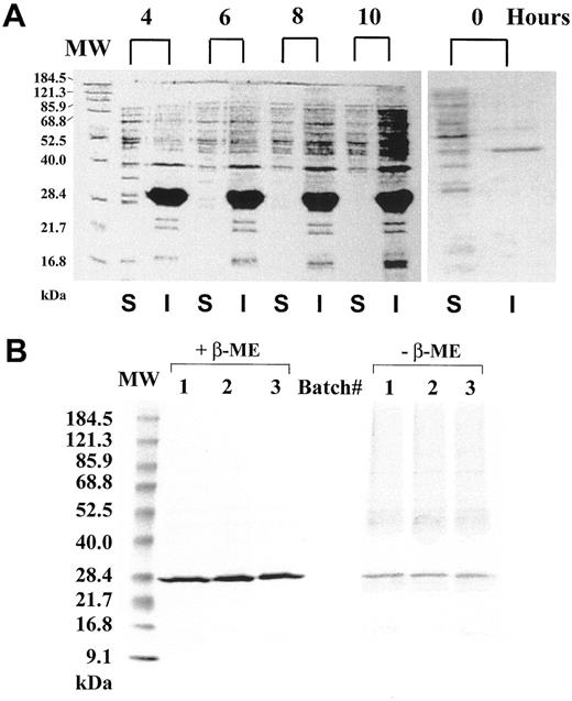 Fig. 2. Expression and purification of scFv-cys protein. A, scFv-cys protein levels after IPTG induction. Coomassie blue-stained SDS-PAGE showing the levels of the expressed scFv-cys present in the inclusion bodies (I) after induction is shown. S, soluble fraction; B, purified and refolded scFv-cys protein. Coomassie blue-stained SDS-PAGE showing three batches of scFv-cys protein purified and refolded from inclusion bodies, with and without reducing agent β-mercaptoethanol is shown. Five μg of protein were loaded per lane. The scFv-cys shows a single band at the correct molecular weight (Mr 26,000–28,000). β-ME, β-mercaptoethanol; MW, protein molecular weight standard.