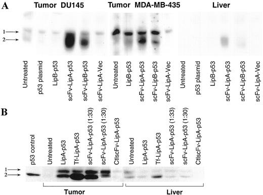 Fig. 7. Exogenous wtp53 expression in DU145 xenograft tumors after i.v. injection of scFv-LipA-p53. A, athymic nude mice carrying DU145 and MDA-MB-435 xenograft tumors were i.v. injected with scFv-LipA-p53, scFv-LipB-p53, Tf-LipA-p53, scFv-LipA-pVec, and untargeted LipB-p53 at a DNA dose of 25 μg/mouse. Sixty h later, the animals were euthanized, the tumor and liver were excised, and protein was isolated for Western analysis. The tumors from the animal i.v. injected with the scFv-LipA-p53 or the scFv-LipB-p53 displayed a high level of expression of exogenous wtp53, as indicated by the intense p53 signal in the additional lower band. B, in vivo optimization of scFv-LipA. scFv-LipA-p53 (at different scFv protein to lipids weight ratios), CTLscFv-LipA-p53 or the untargeted LipA-p53, and the Tf-LipA-p53 were injected i.v. into nude mice bearing DU145 s.c. xenograft tumors. The scFv:lipid weight ratio at 1:33 showed better in vivo gene expression than 1:30. The later was the best ratio for in vitro gene transfection. The scFv:lipids weight ratio of 1:33 seems to be the better in vivo formulation for tumor-targeted gene delivery. Arrow 1, endogenous p53; arrow 2, exogenous wtp53. This experiment was repeated three times with representative results shown here.