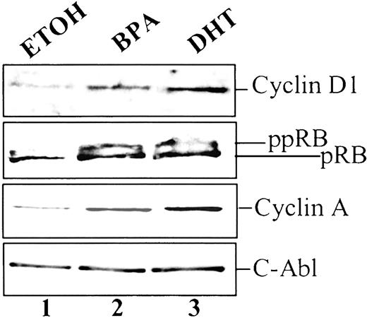 Fig. 2. BPA mimics DHT in the ordering of cell cycle events. LNCaP cells were propagated in 5% CDT supplemented with ETOH (Lane 1), 1 nm BPA (Lane 2), or 0.1 nm DHT (Lane 3) for 96 h. Cells were harvested, and the endogenous levels of cyclin D1, RB, cyclin A, and c-Abl were determined by immunoblotting, as described. pRB, underphosphorylated (active) RB; ppRB, hyperphosphorylated (inactive) RB.