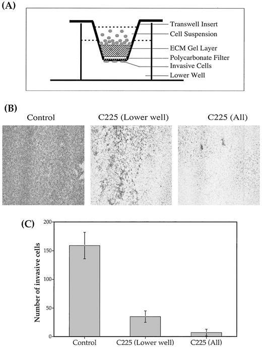 Fig. 2. Effect of C225 on in vitro invasion of SCC cells. The invasion of SCC-1 cells through a layer of ECM gel was assayed using a 12-well transwell plate as described in “Materials and Methods.” C225 (30 nm) was either absent (control), present only in the lower well (Lower well), or present in the lower well, ECM gel, and cell suspension (All). A, schematic representation of transwell plate and insert. B, photographs (×200) of control and C225-treated samples. C, average number of invasive cells per microscopic field (×400) from two separate experiments; bars, ± SD.