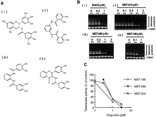 Fig. 3. Inhibition of in vitro human telomerase activity by MST-312, MST-295, and MST-199. A, chemical structures of EGCG (i), MST-312 (ii), MST-295 (iii), and MST-199 (iv). B, inhibition of telomerase activity by the compounds. The TRAP lysate was prepared from U937 cells, as a source of telomerase. Telomerase activity was determined by an in vitro TRAP assay. C, quantitative data from B. Control activity determined in the absence of any compounds was given a value of 100%.
