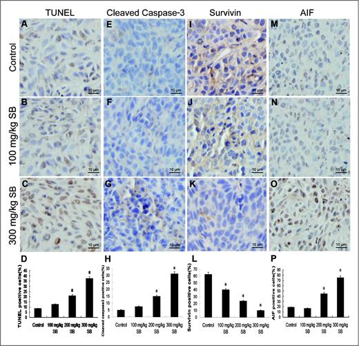 Figure 4. Effects of silibinin on cell apoptosis, cleaved caspase-3, survivin, and AIF levels in 5637 tumor xenograft. Tumor sections were processed immunohistochemistry for TUNEL (A–C), cleaved caspase-3 (E–G), surviving (I–K), and AIF (M–O) staining. The scale bar represents 10 μm. D, H, L, and P, quantitative data for percentage of TUNEL, cleaved caspase-3, survivin, and AIF-positive cells in tumors, respectively. Data are mean of 8 samples from individual mice in each group. Error bars represent SEs, and SB, silibinin. *P < 0.05.