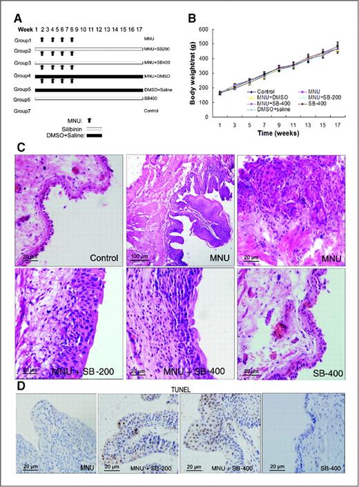 Figure 5. Effects of intravesical silibinin on bladder tumorigenecity in a rat bladder model. A, experimental design and protocol to study the chemopreventive effects of intravesical silibinin on MNU-induced bladder carcinogenesis in female Sprague-Dawley rats. B, the body weight of each rat was recorded weekly during the experiment. C and D, sections were processed with H&E staining for histopathology (C) or with TUNEL staining for apoptosis (D). MNU-treated rat bladder showed superficial papillary or muscle invasive transitional cell carcinoma. MNU + SB-200 and MNU + SB-400 group showed hyperplasia or atypia. The scale bar represents 20 μm (scale bar in the picture of MNU group showing superficial papillary transitional cell carcinoma represents 100 μm). Error bars represent SEs; SB, silibinin.