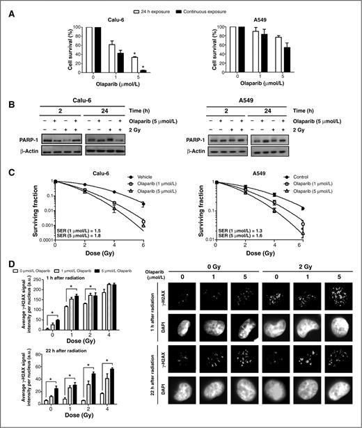 Figure 1. Effect of olaparib and/or radiation in NSCLC cell lines. A, clonogenic survival of exponential phase Calu-6 and A549 cells exposed to olaparib for 24 hours or continuously for the duration of the assay. B, Western blot analysis of PARP activity in Calu-6 and A549 cells treated with olaparib 2 hours before and 22 hours after radiation. Activated PARP is shown by smearing up the gel from 116 kDa due to the ribosylation effect. In the presence of olaparib, PARP can be visualized as a clean tight band on the blot. C, radiation dose–response curves of Calu-6 and A549 cells treated with vehicle or the indicated concentrations of olaparib 2 hours before and 22 hours after irradiation. The mean surviving fraction ± SE was plotted. D, Calu-6 cells were treated with 1 and 5 μmol/L of olaparib 2 hours before exposure to 1, 2, and 4 Gy. Cells were fixed 1 and 22 hours after irradiation and fluorescence intensity of the γH2AX signal determined. Mean values of 100 nuclei ± SE are presented, and all data were derived from at least 3 independent experiments. *, P < 0.01.