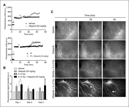 Figure 3. Efficacy of olaparib as a single agent or in combination with radiation therapy on tumor vascular perfusion assessed by using a Calu-6 tumor DWC model. A, fluorescence intensity was monitored in real time to record the effects of olaparib and vehicle on the accumulation of BSA-Alexa. Imaging started by recording the background fluorescence, followed by addition of BSA-Alexa (i) until the fluorescence values plateau. At this point, vehicle control or olaparib were added (ii) and the accumulation of BSA-Alexa measured in real-time. The graphs show the effect of olaparib as a single agent (top) and in combination with radiation (bottom). B, relative increase in fluorescence normalized to controls (vehicle or radiation) on days 1, 3, and 5. C, BSA-Alexa distribution immediately after injection (2 minutes) and after administration of olaparib (50 mg/kg). The white arrows indicate opening of vessels 20 and 60 minutes after administration of olaparib. *, P < 0.01.
