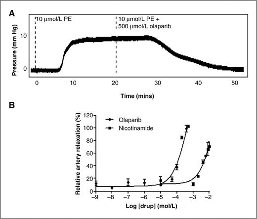 Figure 4. Olaparib caused relaxation in the ex vivo PE preconstricted rat tail artery. A, representative histogram of the dilatory effect of 500 μmol/L olaparib in 10 μmol/L PE preconstricted rat tail artery. B, dose–response of olaparib and nicotinamide in a PE preconstricted rat tail artery. Each assay was run with 3 arteries, and the experiment was carried out in triplicate.