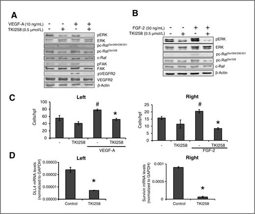 Figure 2. Impact of TKI258 on endothelial cells in vitro. Western blot analysis of signaling intermediates. A, TKI258 led to inhibition of ERK and c-Raf phosphorylation. Furthermore, activation of FAK and VEGFR upon stimulation with VEGF-A (15 minutes) was impaired. B, after stimulation of endothelial cells with FGF-2 (15 minutes), TKI258 diminished phosphorylation of ERK and c-Raf. C, left, in migration assays, VEGF-A significantly induced motility of endothelial cells (#, P < 0.05), an effect that was reduced by treatment with TKI258 after 24 hours (*, P < 0.05). Right, similarly, TKI258 impaired endothelial cell migration upon stimulation with FGF-2 after 24 hours (# and *, P < 0.05). Bars, SEM. D, real-time PCR was used to investigate the effect of FGFR/PDGFR/VEGFR inhibition on DLL4 (left) and survivin (right) expression in endothelial cells; TKI258 (0.5 μmol/L; 24 hours) significantly diminished DLL4 (left) and survivin (right) mRNA (*, P < 0.05). Bars, SEM. GAPDH, glyceraldehyde- 3-phosphate dehydrogenase.