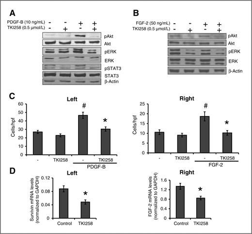 Figure 3. Effects of TKI258 on PDGF-B induced activation of VSMCs (VSMCs, pericytes). A, treatment with TKI258 impaired PDGF-B–induced activation of Akt and ERK; STAT3 phosphorylation was also reduced. B, after stimulation of VSMCs with FGF-2 (15 minutes), no effects on phosphorylation of ERK and Akt were observed. C, left, in migration assays, stimulation with PDGF-B significantly increased migration of VSMCs (#, P < 0.05), an effect that was abrogated by treatment with TKI258 (*, P < 0.05). Bars, SEM. Right, similarly, TKI258 impaired VSMC migration upon stimulation with FGF-2 after 24 hours. Bars, SEM. D, real-time PCR was used to investigate the effect of FGFR/PDGFR/VEGFR inhibition on survivin and FGF-2 expression in VSMCs; TKI258 (0.5 μmol/L; 24 hours) significantly diminished survivin (left) and FGF-2 (right) mRNA (*, P < 0.05). Bars, SEM. GAPDH, glyceraldehyde-3-phosphate dehydrogenase.