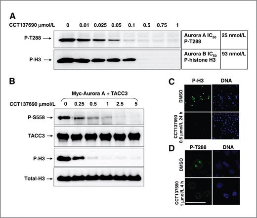 Figure 2. CCT137690 potently inhibits Aurora A and Aurora B in HeLa cells. A, HeLa cells expressing Myc-Aurora A were treated with different concentrations of CCT137690 for 2 hours and analyzed by immunoblotting using P-T288 and pHH3 S10 antibodies. Blots were quantified and the IC50 values were calculated. B, HeLa cells were cotransfected with Aurora A and TACC3, treated overnight with nocodazole followed by treatment with different concentrations of CCT137690 for 2 hours. TACC3 phosphorylation at S558 and histone H3 phosphorylation at S10 were analyzed by immunoblotting. Total TACC3 and total histone H3 (Total-H3) were used as loading controls. C, immunofluorescence of HeLa cells treated with 50 ng/mL nocodazole overnight, followed by treatment with CCT137690 for 24 hours. Cells were fixed and stained with pHH3 S10 antibody. D, immunofluorescence of HeLa cells were treated with CCT137690 for 4 hours, fixed, and stained with P-T288 antibody. 4′,6-Diamidino-2-phenylindole staining (blue) indicates the DNA content (bar, 50 μm). DMSO, dimethyl sulfoxide.