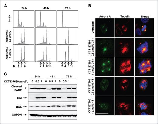 Figure 3. CCT137690 induces aberrant mitosis, polyploidy, and apoptosis. A, HCT116 cells were treated with different concentrations of CCT137690 for 24, 48, and 72 hours, fixed, stained, and analyzed by flow cytometry. The DNA content is indicated by arrows. B, HeLa cells were treated with indicated concentrations of CCT137690 for 24 and 48 hours. Cells were fixed, stained, and analyzed by immunofluorescence using Aurora A (green) and α-tubulin antibodies (red). 4′,6-Diamidino-2-phenylindole staining (blue) indicates the DNA content (bar, 50 μm). C, HCT116 cells were treated with indicated concentrations of CCT137690 for 24, 48, and 72 hours. Cell lysates were analyzed by immunoblotting using cleaved PARP, p53, and BAX antibodies. GAPDH was used as a loading control. DMSO, dimethyl sulfoxide.