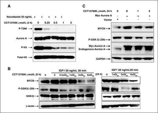 Figure 4. CCT137690 reduces MYCN levels and GSK3β phosphorylation in the KELLY neuroblastoma cell line. A, cells were treated overnight with 50 ng/mL nocodazole followed by 2 hours of treatment with indicated concentrations of CCT137690. Phosphorylation of Aurora A at T288 and that of histone H3 at S10 were analyzed by immunoblotting using phospho-specific antibodies. Total Aurora A and total histone H3 (Total-H3) were used as loading controls. B, KELLY cells were treated with the indicated concentrations of CCT137690 for 6 or 24 hours and stimulated with 50 ng/mL insulin-like growth factor 1 (IGF1) for 30 minutes. The level of MYCN protein and phosphorylation of GSK3β at S9 were determined by immunoblotting using phospho-specific antibodies. β-Actin was used as a loading control. C, KELLY cells were transfected with empty vector or plasmids constructs carrying Aurora A. Sixteen hours after transfection, cells were treated with dimethyl sulfoxide control or indicated concentration of CCT137690 for 24 hours. Cell lysates were analyzed for MYCN, GSK3β (S9), Aurora A (exogenous and endogenous), and GAPDH by immunoblotting.