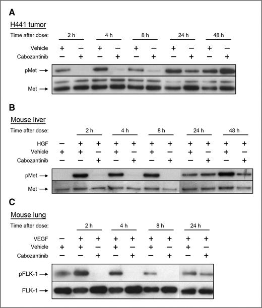 Figure 2. Cabozantinib treatment results in inhibition of phosphorylation of MET in tumor and liver tissue and phosphorylation of FLK1 in lung tissue following a single oral dose. A, mice bearing H441 tumors were administered a single oral dose of cabozantinib (100 mg/kg) or water vehicle, and levels of phosphorylated and total MET in tumor lysates were determined. B, naive mice were administered a single dose of cabozantinib (100 mg/kg) or water vehicle. Ten minutes before harvest, mice were intravenously administered HGF (10 μg per animal), and levels of phosphorylated and total MET in liver lysates were determined. C, naive mice were administered a single dose of cabozantinib (100 mg/kg) or water vehicle. Thirty minutes before harvest, mice were intravenously administered VEGF (10 μg per animal), and levels of phosphorylated and total FLK1 in lung lysates were determined. Representative Western blot images are shown.