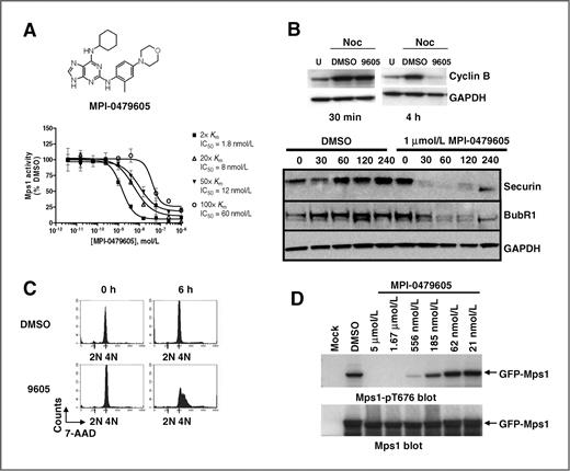 Figure 1. In vitro activity of MPI-0479605 and cellular inhibition of Mps1. A, structure of MPI-0479605 and dose-dependent inhibitory activity of MPI-0479605 on Mps1 enzymatic activity in vitro at different ATP concentrations using myelin basic protein (MBP) as substrate. The effect of MPI-0479605 on Mps1 enzymatic activity is reported relative to samples treated with vehicle only (% DMSO). The Km for ATP was determined to be 20 μmol/L. B, nocodazole-arrested HeLa cells were treated with DMSO or 1 μmol/L MPI-0479605 (9605) for various times. Cell lysates were analyzed by Western blotting with anti-cyclin B1 and GAPDH antibodies (top) or with antibodies for securin, BubR1, or GAPDH (bottom). C, nocodazole-arrested HCT-116 cells were treated with DMSO or MPI-0479605 for 0 or 6 hours. Cells were stained with propidium iodide and analyzed by fluorescence-activated cell sorting. D, HEK-293T cells transfected with GFP-tagged Mps1wild-type were treated with MPI-0479605 for 4 hours. After 48 hours, cell lysates were analyzed by Western blotting with antibodies for Mps1-pT676 and Mps1. U, untreated.