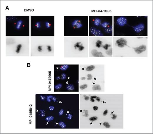 Figure 2. Effect of MPI-0479605 on chromosome segregation. Immunofluorescence images of A549 cells treated with vehicle (DMSO), 1 μmol/L MPI-0479605, or 1 μmol/L MPI-0485812 (a more potent analogue of MPI-0479605) for 24 hours. Pericentrin (a marker for centrosomes), centromeres, and DNA are shown in red, white, and blue, respectively. Black and white images of the DNA stain highlight the defects in chromosome segregation during mitosis (A) and the formation of micronuclei (arrows) in interphase (B).