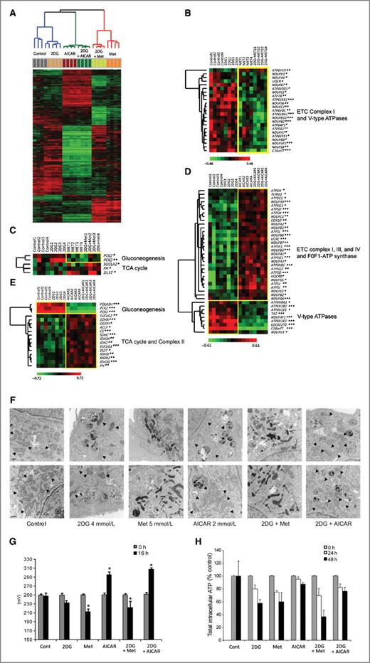 Figure 3. AICAR and metformin effects on gene expression are distinct and opposing for genes related to the mitochondrial energy transduction. p-SK4 cells were treated with 2DG (4 mmol/L), metformin (5 mmol/L), AICAR (2 mmol/L), 2DG + Met, or 2DG + AICAR for 12 hours. A, class comparisons were conducted between the 6 treatment groups using genes filtered with one-way ANOVA. Clustering analysis of genes showed significant differences between AICAR and metformin treatment (2,527 significant genes, P < 10−6). B–E, supervised clustering analyses were conducted for genes related to the mitochondrial energy transduction, gluconeogensis, and the TCA cycle.*, P < 0.05; **, P < 0.01; ***, P < 0.001. F, TEM of p-SK4 cells after incubation with indicated treatments for 12 hours (top) and 24 hours (bottom). Normal (arrowhead) and abnormally shrunken electron dense mitochondria (arrow) are indicated. Scale bar, 500nm. G, mitochondrial transmembrane potential (Δψm) of p-SK4 cells incubated with indicated compounds (*, P < 0.05 compared with control, 2DG, AICAR, or 2DG + AICAR). H, intracellular ATP levels were measured at each time point after treatment of indicated agents with a luciferase-based assay. Values were normalized on the basis of cell numbers. Data are mean ± SD (n = 3) of one representative of at least 3 independent experiments.