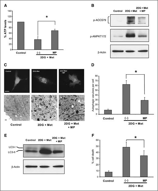 Figure 5. Exogenous energy substrate MP increases cellular ATP, decreases AMPK activation, and reduces autophagy and cell death. p-SK4 cells were treated with 2DG (4 mmol/L) and metformin (5 mmol/L) with and without MP (10 mmol/L). A, intracellular ATP levels were measured at 72 hours. *, P < 0.01. B, Western blotting (lysates from A) to assess AMPK activation. β-Actin was used as loading control. C, autophagic analysis by fluorescence microscopy of GFP-LC3 punctate patterns (top) and TEM (bottom; N, nucleus; arrowheads, autophagosome; scale bar, 10 μm for top; 500 nm for bottom). D, quantitation of autophagosomes on TEM. Autophagic vesicles were counted for 3 randomly selected cells from each electron microscopy section. Data presented mean ± SD. *, P < 0.01. E, cell lysates (samples from 5A) were subject to Western blotting to assess LC3 expression and lipidation (LC3-II), an autophagy marker. F, cell death assay by trypan blue exclusion. *, P < 0.05. All assays were conducted at 72 hours except C, which was 60 hours. Data are mean ± SD (n = 3).