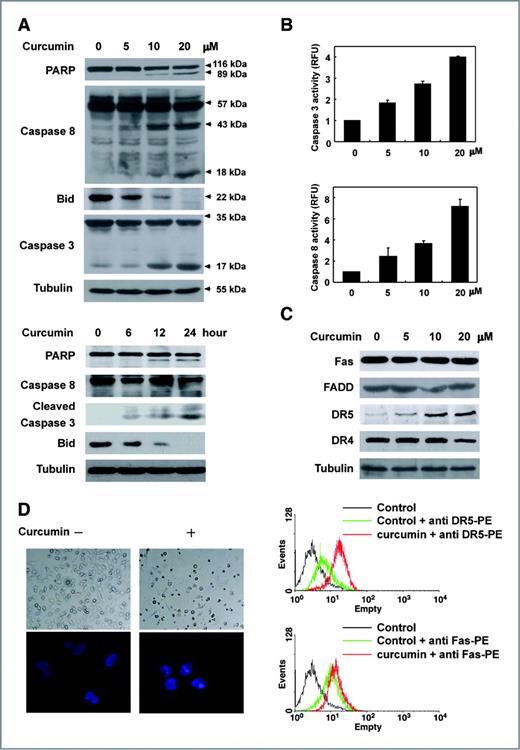 Figure 2. Curcumin activates caspase-3/-8 pathway via increasing DR5 expression in SW872 cells. SW872 cells were seeded in 6-well plate and incubated with 5, 10, and 20 μmol/L of curcumin for 24 hours or with 20 μmol/L curcumin for 6 to 24 hours, respectively. A, the protein levels of PARP, caspase-8, and caspase-3 were determined at least 3 times and representative data are shown. B, the caspase-3/-8 activity was measured according to the instructions of the caspase-3/-8 activity kit provided by BD Pharmingen. C, the protein levels of Fas, FADD, DR4, and DR5 were determined at least 3 times and representative data are shown (top panel), DR5 and Fas expressions in SW872 cells were determined by flow cytometric analysis after 24 hours' incubation with 20 μmol/L curcumin. D, the apoptotic morphologic changes as well as DAPI stained karyon of SW872 cells were photographed at 24 hours after exposure to 20μmol/L curcumin.