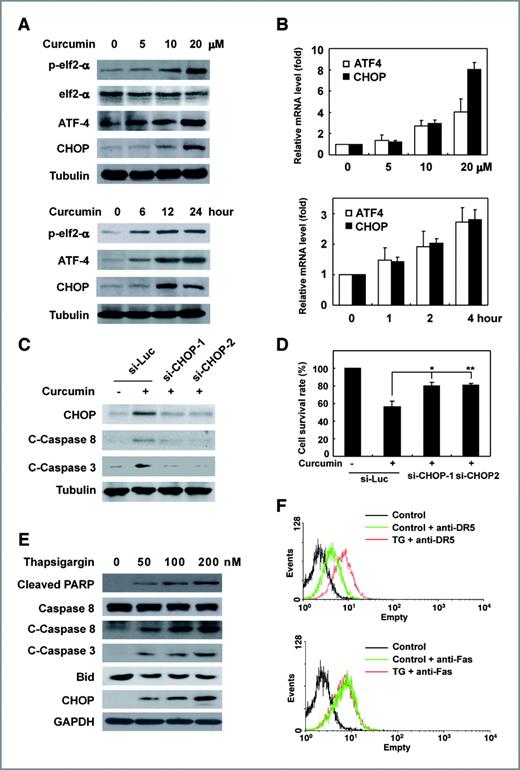 Figure 3. Curcumin induces ER stress in SW872 cells. SW872 cells were seeded in 6-well plate and incubated with various concentrations of curcumin or thapsigargin for 24 hours, or with 20 μmol/L curcumin for different hours, respectively. A, the protein levels of phosphorylated elf2-α, total elf2-α, ATF4, and CHOP were determined at least 3 times and representative data are shown. B, the mRNA level of ATF4 and CHOP above were measured by real-time PCR. GAPDH was used as an invariant control. C, SW872 cells were transfected with CHOP specific siRNA, and luciferase siRNA was used as control for 12hours, respectively. After incubation with various concentrations of curcumin for an additional 24 hours, the whole cell lysis was prepared, and the expressions of CHOP, cleaved capase-8, and cleaved caspase-3 were detected by immunoblotting. D, SW872 cells transfected with CHOP siRNA and luciferase siRNA were treated with curcumin for 48 hours and the cell survival was determined by MTT assay. E, after treatment with various concentrations of thapsigargin for 24 hours, the protein levels of cleaved PARP, pro-caspase 8, cleaved caspase 8, cleaved caspase 3, bid, and CHOP were determined at least 3 times and representative data are shown. F, DR5 and Fas expressions in SW872 cells were determined by flow cytometric analysis after 24 hours' incubation with 100 nmol/L thapsigargin.