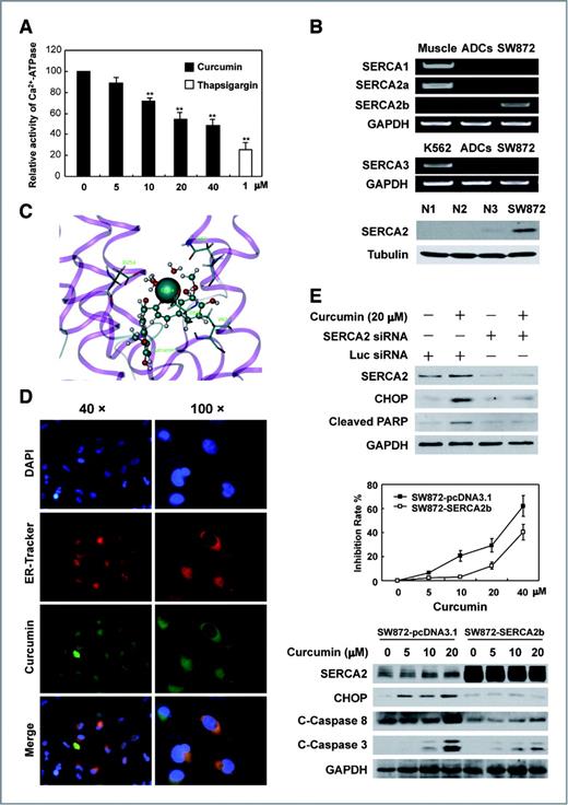 Figure 4. Curcumin binds to SERCA2 and inhibits its activity in SW872 cells. A, SW872 cells were incubated with various concentrations of curcumin or 1 μmol/L thapsigargin for 24 hours. Then the cells were harvested and the Ca2+-ATPase activity was measured according to the instructions of the Ca2+-ATPase kit provided by Nanjing Jiancheng Bioengineering Institute. B, the mRNA levels of SERCA1, SERCA2a, SERCA2b, SERCA3 in SW872 cells, and adipose-derived cellsweremeasured by PCR. GAPDH was used as an invariant control; cDNA of human normal muscle tissue was used as a positive control for SERCA1 and SERCA2a (top panel); cDNA of K562 cells was used as a positive control for SERCA3 (middle panel). The protein levels of SERCA2 in SW872 cells and in human adipose-derived cells from 3 donors were determined at least 3 times and representative data are shown (bottom panel). C, docking analysis of curcumin, represented by the ball and stick structure. The colors are representative of atom type (cyan, carbon; red, oxygen; gray, hydrogen). D, SW872 cells were treated with 20 μmol/L curcumin for 24 hours and stained with DAPI and ER-tracker to show the position of karyon and endoplasmic reticulum, respectively. The micrographs were taken after 24 hours incubation. E, SW872 cells transfected with control siRNA or SERCA2-specific siRNA for 48 hours, respectively. Then, the cells were incubated with 20 μmol/L curcumin for another 24 hours. The protein level of SERCA2, CHOP, and cleaved PARP were determined by immunobloting (top panel). SW872 cells stably transfected with pcDNA3.1 and SERCA2 expression plasmids were seeded in 96-well or 6-well plate. After 24 hours, the cells were incubated with various concentrations of curcumin for additional 48 hours. The cell survival rate was determined by MTT assay (middle panel). The protein levels of SERCA2, CHOP, cleaved caspase 8, and cleaved caspase 3 were determined at least 3 times and representative data are shown (bottom panel).