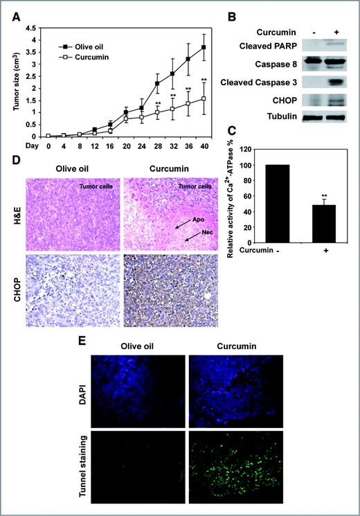 Figure 5. Curcumin suppresses the growth of human liposarcoma SW872 cells in SCID mice with apoptosis induction. SW872 cells were injected subcutaneously into the right flank of SCID mice. Four weeks after injection, the tumor-bearing mice were distributed into 2 groups. Then, they were treated with 100 mg/kg curcumin, or olive oil (day 0) for further 40 days, respectively. A, time course of tumor growth and tumor volumes. Data are mean ± SEM of 6 mice in each group. *, P < 0.05, **, P < 0.01 versus control. B, after 40 days, tumors in each group were removed. The protein levels of caspase-8, cleaved-caspase 3, and cleaved-PARP were detected by immunoblotting. C, the Ca2+-ATPase activity of tumor samples from each group was measured according to the instructions of the Ca2+-ATPase kit provided by Nanjing Jiancheng Bioengineering Institute. D, tumor sample sections from each group were stained with H&E (top) or used for immunostaining with CHOP antibody (bottom). Necrotic tumor cells (Nec) and apoptotic-condensed nuclei (Apo) are shown by arrows. Original magnification, ×100. E, tunnel assay was done according to the manufacturer's instructions. The nuclei of tumor cells in each group were stained with DAPI. Original magnification, ×100.