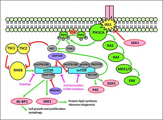 Figure 1. PI3K-AKT-mTOR signaling pathway. A more detailed description of the biology of the mTOR has revealed the presence of two complexes and has led to the development of new drugs targeting, specifically these complexes. In addition, feedback loops have been better characterized. RTK, receptor tyrosine-kinase; PIP2, phosphatidylinositol (4,5)-bisphosphate; PIP3, phosphatidylinositol (3,4,5)-trisphosphate.