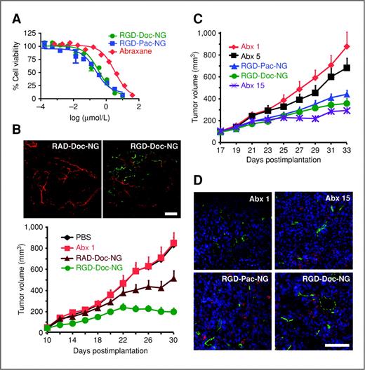 Figure 3. Targeted nanogels containing taxanes suppress orthotopic breast cancer growth. A, XTT cell viability assay for MDA-MB-231/LM2-4 breast cancer cells comparing Abraxane, docetaxel-loaded nanogels (RGD-Doc-NG), and paclitaxel-loaded nanogels (RGD-Pac-NG). The experiment was carried out in triplicate with data represented as the mean ± SEM. B–D, human MDA-MB-231/LM2-4 cells were injected into the mammary fat pad no. 4 of athymic nu/nu mice and primary tumors were established (average size 70–80 mm3) before initiating dosing. B, top, comparison of the RGD-Doc-NG and RAD-Doc-NG vascular targeting in MDA-MB-231/LM2-4 tumors on day 21. RGD-Doc-NGs or RAD-Doc-NGs labeled with 1% BODIPY 630/650–conjugated DSPE in the lipid formulation were i.v. injected (1 mg/kg docetaxel concentration) and the tumors were imaged with confocal microscopy at 5 hours postinjection. Red, rhodamine-labeled G. simplicifolia lectin for staining the endothelium and green represents nanogel binding. Scale bar, 100 μm. Bottom, a taxane dose of 1 mg/kg was compared for the nanogels and Abraxane (Abx). Dosing was via i.v. administration on an every other day dosing schedule until the end of the experiment. Tumors were measured every 2 days. Targeted nanogels carrying HSA-bound docetaxel (RGD-Doc-NG) were compared with either untargeted nanogels (RAD-Doc-NG) or Abraxane. n = 8/group; P < 0.01 for RGD-Doc-NG or RAD-Doc-NG versus PBS control and for RAD-Doc-NG versus RGD-Doc-NG. C, nanogels containing 1 mg/kg docetaxel or paclitaxel were compared with a dose response of Abraxane at 1, 5, and 15 mg/kg of total paclitaxel n = 8/group; P < 0.01 for RGD-Doc-NG, RGD-Pac-NG, or Abx15 versus Abx1. All data points are represented as the mean ± SEM D, immunofluorescence of sections from the tumors treated in C show induction of apoptosis. Red, anti-active caspase-3 (cells undergoing apoptosis); green, CD31 (blood vessels); and blue, TO-PRO-3 as a nuclear counterstain. Scale bar, 100 μm.