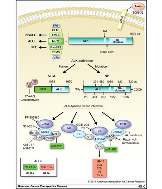 Figure 1. Sites of action of current and future ALCL therapeutics. The ALK kinase can be activated either by fusion to other proteins that lead to dimerization and thereby constitutive activation (ALCL and IMT), or by point mutations within the full-length protein (NB). Both are amenable to ALK-TK inhibition. Another approach is to inhibit one of the many ALK-activated downstream pathways, such as PI3K/Akt1/mTOR (7), JAK/Stat3 (8), and RAS/ERK (78). Several inhibitors are known to act directly on members of these pathways [e.g., PF-956980, JAK3 inhibitor; S3I-201, STAT3 inhibitor; ABT-737 and ABT-263, BH-3 mimetics inhibiting Bcl-2 and Bcl-xl; GGTI-298 (geranylgeranyltransferase inhibitor-298) and FTI (farnesyltransferase inhibitor), Ras inhibitors; rapamycin and temsirolimus, mTOR inhibitors; and several Akt inhibitors]. In contrast, for ALCL patients without the ALK translocation, other treatment options would have to be considered. One such option may be the MMAE-coupled CD30 antibody SGN-35 (Seattle Genetics). Recently, we characterized oncogenic miRNAs that are specifically overexpressed in ALCL, ALK+ (miR-17–92 cluster), or ALCL, ALK− (miR-155), as well as miRNAs that have low expression in both forms of ALCL (e.g., miR-29b and miR-101). These may represent novel molecular targets for future ALCL therapies.