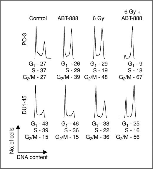 Figure 3. Cell cycle analysis of PC-3 and DU-145 cells after treatment with ABT-888 and IR, alone or in combination. PI flow cytometry was carried out 48 hours after treatment with ABT-888 ± IR, and cell cycle statistics were modeled with FlowJo. A total of 48 hours incubation in 10 μmol/L ABT-888 increased the G2–M fraction in PC-3 cells but had no effect on DU-145 cells. Irradiation with 6 Gy decreased S phase and increased the G2–M fraction in both cell lines. This effect was enhanced by ABT-888 in each. The combined effect of ABT-888 and IR on PC-3 cells also markedly depleted G1 phase cells from the population, suggesting a G2 cell cycle arrest.