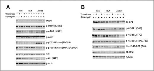 Figure 5. A, immunoblot analysis of mTOR pathway proteins in Reh, RS4, and Jurkat leukemia cells before and after treatment for 96 hours with LCPTE in the presence or absence of rapamycin (1 nmol/L). B, immunoblot analysis of 4E-BP1 pathway proteins in Reh, RS4, and Jurkat leukemia cells before and after treatment for 96 hours with LCPTE in the presence or absence of rapamycin (1 nmol/L).
