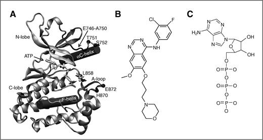 Figure 1. Structures of EGFR and the ligands studied in this paper. A, the intracellular tyrosine kinase domain of the EGFR in complex with ATP [protein data bank (PDB) id: 2GS6]. EGFR is depicted in cartoon and ATP in bond representation. The principal elements used in this study are labeled: the activation loop (A-loop, dark gray ribbon), the αC- and αF-helices (cylinders), the most common mutations ΔE746-A750 (black thin tube), and L858R (ball-and-stick), and the positions of 4 residues (T751, S752, H870, and E872, black balls) closely involved in this study. The chemical structures of gefitinib and ATP are shown in B and C, respectively.