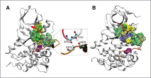Figure 4. A, the R-spine (yellow) and N-spine (green) are well preserved in the simulations of wild-type EGFR. The R-spine is anchored by an aspartic acid (D896, purple) into the αF-helix and traverses both lobes. The N-spine links one end of the β-sheet to the N-terminal end of the A-loop, of which the L858 residue (green, solid surface) sits in the middle. The deletion mutation ΔE746–A750 is displayed in cartoon representation (red). The inset figure shows the 2 hydrogen bonds formed within the A-loop (orange) and the N-terminal end of the αC-helix, between T751 and H870, and between S752 and E872 (colored by atom type: carbon, cyan; oxygen, red; nitrogen, blue, and hydrogen, white). The spines and hydrogen bonds stabilize the conformations of wild-type EGFR. B, L858R mutation introduces a charged arginine residue (ball-and-stick, with transparent surface), which disturbs the N-spine (green) and detaches the R-spine (yellow) from the αF-helix (anchor residue D896, purple). The positions of the residues T751, H870, S752, and E872 are displayed in pink. The lack of hydrophobic and electrostatic interactions confers dynamic "breathing" on the conformation.