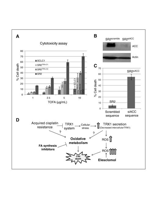 Figure 6. Downregulation of ACC enhances cell death in cisplatin-resistant cells. A, cells were treated by TOFA to inhibit ACC and cytotoxicity was assessed. Data are shown as percentage of cell death as compared with untreated samples for each cell line. Overexpressing TRX1 protected cisplatin-resistant cells against TOFA-induced cell death. B, downregulation of ACC by siRNA (only 1 nmol/L is used to minimize the off-target effect). Immunoblot of ACC in SR2scramble and SRsiACC cells showed more than 90% decrease in ACC 48 hours posttransfection. Actin was used as a loading control. C, comparison of cell death in SR2scramble and SRsiACC; ACC knockdown resulted in significant increase in cell death. D, a proposed model acquired resistance to cisplatin disrupted the redox system through inhibition of TRX1 system (TrxR1/TRX1) causing TRX1 secretion. Decreased TRX1 resulted in accumulation of cellular ROS. Further increased ROS using elesclomol in these cisplatin-resistant cells can push them beyond their tolerance limit, which ultimately leads to cell death. Decreased TRX1 levels may involve metabolic reprogramming by switching cisplatin-resistant cells from glycolysis toward OXMET. Inhibiting key metabolic enzymes in fatty acid synthesis pathway led to significant cell death in cisplatin-resistant cells.
