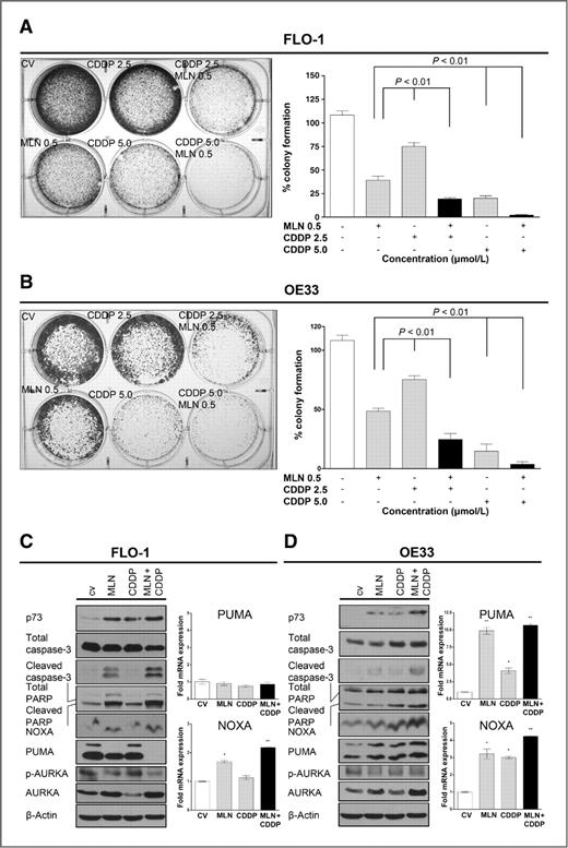 Figure 3. MLN8237 and CDDP combination treatment significantly inhibits cell survival and enhances apoptosis. A and B, the cell survival assay data indicate significant inhibition of FLO-1 and OE33 esophageal adenocarcinoma cell survival after treatment with MLN8237 and CDDP combination. C and D, FLO-1 and OE33 esophageal adenocarcinoma cells were treated with MLN8237 (0.5 μmol/L) and/or CDDP (2.5 μmol/L) for 24 hours and incubated in drug-free medium for 48 hours. Subsequently, expression of apoptotic proteins and TAp73β activity was evaluated. MLN8237 (0.5 μmol/L) and CDDP (2.5 μmol/L) combination treatment significantly enhanced expression of apoptotic proteins and mRNA levels of TAp73β proapoptotic transcrip-tional targets, PUMA and NOXA, in esophageal adenocarcinoma cells. CDDP 2.5, 2.5 μmol/L cisplatin; CDDP 5.0, 5.0 μmol/L cisplatin; CV, control vehicle; and MLN 0.5, 0.5 μmol/L MLN8237. *, P < 0.05; **, P < 0.01.