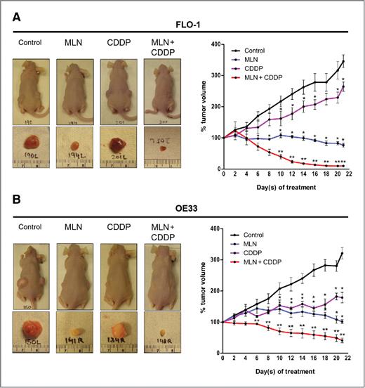 Figure 4. MLN8237 and CDDP combination treatment exhibits enhanced antitumor activity in vivo. FLO-1 and OE33 tumor xenografts were treated with MLN8237 (30 mg/kg) and/or CDDP (2 mg/kg) for 21 days and tumor size was measured every alternate day. A and B, the data indicate that MLN8237 (30 mg/kg) and CDDP (2 mg/kg) combination treatment significantly enhanced antitumor activity against FLO-1 and OE33 tumor xenografts. CDDP, cisplatin; MLN, MLN8237. *, P < 0.05; **, P < 0.01.
