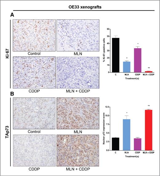 Figure 5. MLN8237 and CDDP combination treatment inhibits tumor proliferation and enhances apoptotic marker expression in tumor xenografts. OE33 tumor xenografts were treated with MLN8237 (30 mg/kg) and/or CDDP (2 mg/kg) for 21 days. Subsequently, tumors were isolated and immunohistochemical analyses were done to measure Ki-67 and p73 expression. A, the data indicate that MLN8237 (30 mg/kg) and CDDP (2 mg/kg) combination treatment significantly inhibits Ki-67 expression in OE33 tumor xenografts. B, combination treatment with MLN8237 (30 mg/kg) and CDDP (2 mg/kg) exhibits enhanced nuclear p73 protein expression in OE33 tumor xenografts. CDDP, cisplatin; MLN, MLN8237. *, P < 0.05; **, P < 0.01.