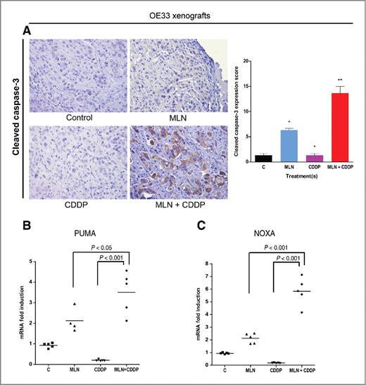 Figure 6. MLN8237 and CDDP combination treatment induces TAp73β transcriptional activity and cleaved caspase-3 expression in tumor xenografts. OE33 tumor xenografts were treated with MLN8237 (30 mg/kg) and/or CDDP (2 mg/kg) for 21 days. Subsequently, tumors were extracted and immunohistochemical analyses were done to measure cleaved caspase-3 expression. A, the data indicate that MLN8237 (30 mg/kg) and CDDP (2 mg/kg) combination treatment exhibits enhanced cleaved caspase-3 protein expression in OE33 tumor xenografts. In addition, RNA was isolated and qRT-PCR was carried out to analyze mRNA levels of TAp73β proapoptotic transcriptional targets, PUMA and NOXA. B and C, the data indicate that MLN8237 (30 mg/kg) and CDDP (2 mg/kg) combination treatment significantly enhances PUMA and NOXA mRNA levels in OE33 tumor xenografts. CDDP, cisplatin; MLN, MLN8237. *, P < 0.05; **, P < 0.01.
