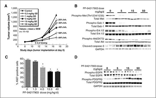 Figure 3. Inhibition of tumor growth (A), c-Met phosphorylation and downstream signal transduction (B), tumor cell proliferation (C), and survival (D) by PF-04217903 in U87MG xenograft model. Athymic mice bearing established U87MG tumors (170 mm3 in A and C or 400 mm3 in B and D) were administered PF-04217903 orally at the indicated dose or vehicle alone over the designated treatment schedule. A, dose-dependent inhibition of U87MG tumor growth following 10 days of dosing. B, inhibition of c-Met phosphorylation and downstream signal transduction, and induction of apoptosis (cleaved caspase-3) following 3 days of PF-04217903 treatment by Western blot analysis. C, dose-dependent decrease in the number of Ki67-positive cells following 4-day drug treatment by immunohistochemical analysis. D, levels of phospho- and total EGFR or PDGFRβ levels in the U87MG xenograft tumors following 3 days of PF-04217903 treatment by Western blot analysis. *, a significant difference from the control group (P < 0.005) as determined using one-way ANOVA. GAPDH, glyceraldehyde-3-phosphate dehydrogenase; QD, once daily.